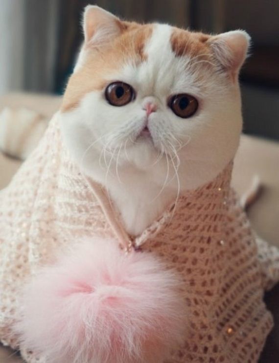 Fashionable Looks Worn By Snoopy The Cat